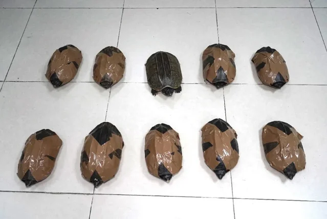 Nine turtles fully wrapped in brown packing tape arranged on a white tile floor, with one unwrapped razorback musk turtle in the center showing its three keeled ridges