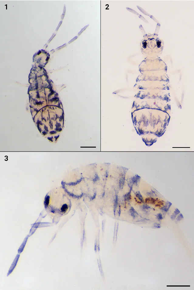Composite habitus plate showing: 1. Entomobrya cezarae holotype; 2. E. antoniae holotype; 3. Willowsia solanella holotype (scale bars 0.25 mm for Entomobrya, 0.1 mm for Willowsia)