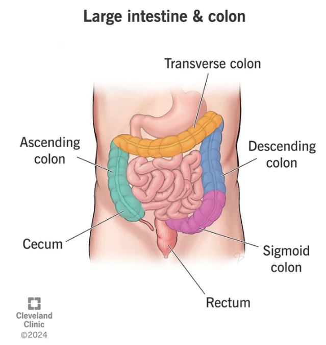 Colorectal anatomy diagram showing cecum through rectum, as discussed in Attia's episode #391