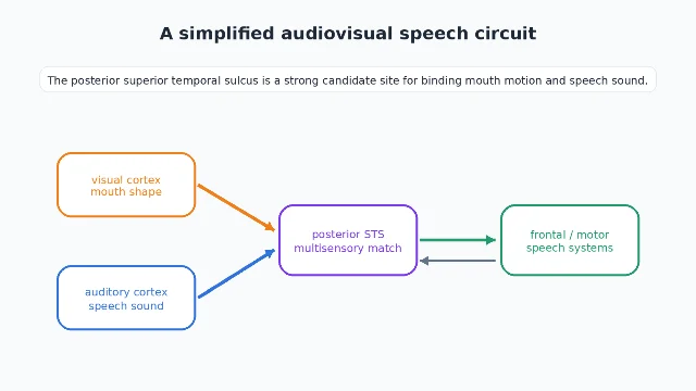 Simplified network diagram linking visual cortex, auditory cortex, posterior STS, and frontal speech systems