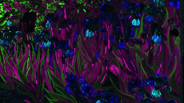 XRF elemental scan of the iris petals: the bright regions show the co-presence of cobalt (blue pigment) and bromine (the signature of geranium lake red), proving Van Gogh mixed red into the blue to achieve violet