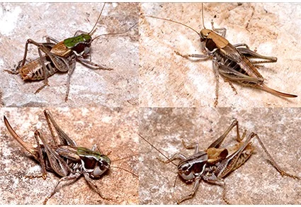 Montana tomorri and M. dani sp. nov., four specimens in a 2×2 grid showing morphological variation in coloration on rocky substrate
