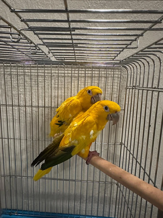 Two golden conures — vivid yellow plumage — among the 18 endangered parrots seized by AFCD