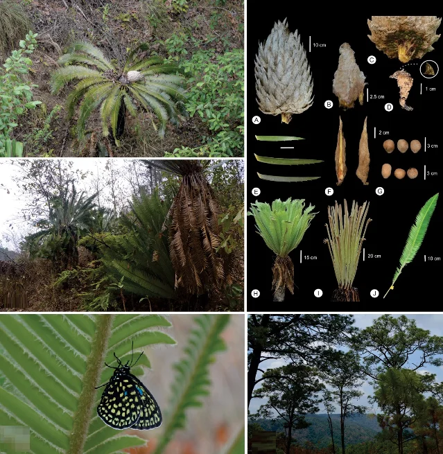 Dioon nuusaviorum specimen panels: A. female cone; B. megasporophyll; C. basal leaf scales; D. microsporophyll; E. leaflet variation; F. bud scales; G-H. seed variation; I. emerging leaf; J. mature leaf
