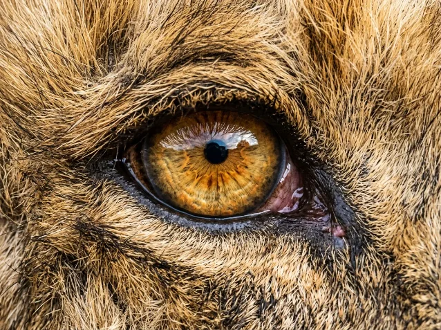 Extreme close-up macro of a lion's eye filling the entire frame with no background visible — fill the frame composition example