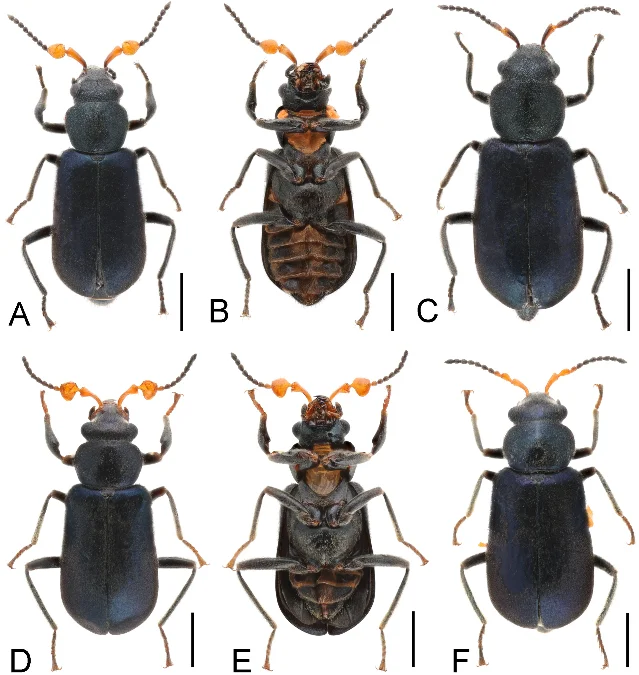 Six specimen views of two metallic coastal Laius beetles with orange antenna bases