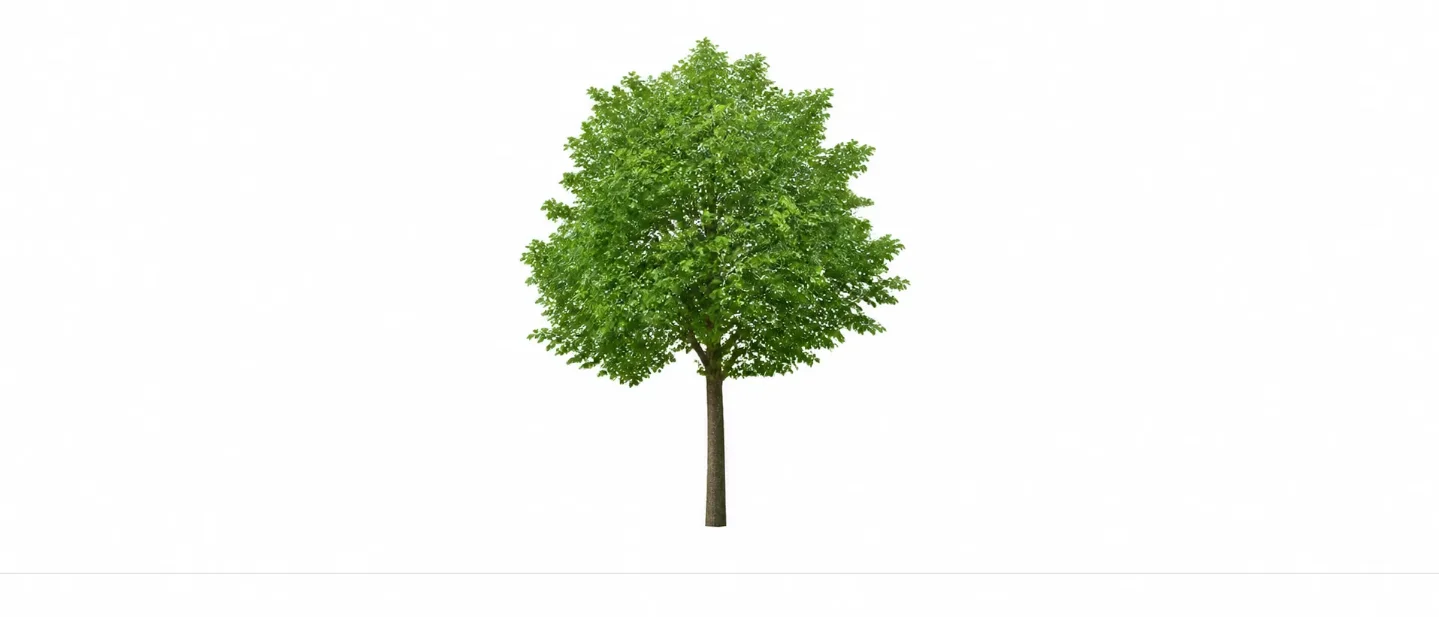 无根树(no foot tree but not cloud)