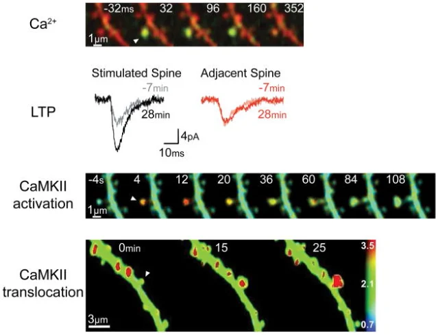Synapse-specific activation during LTP