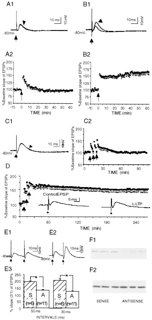 A dissociation between CA1 LTP and spatial memory