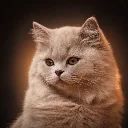 Daily News, Meowed