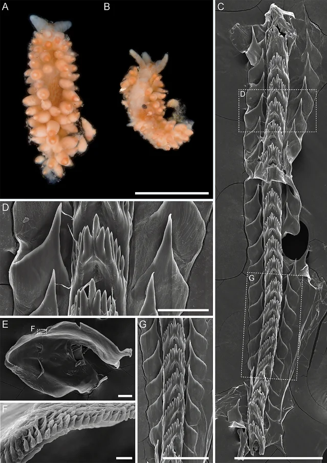 Mgueolia vladimiri sp. nov. — living photos of paratype MIMB52146 (A) and holotype MIMB52148 (B), with radula SEM panels (C–G), 221 m depth, Sea of Okhotsk