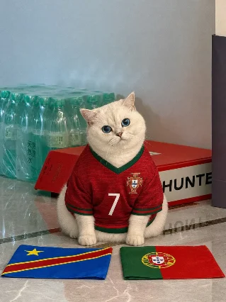 🇵🇹 红绿旗一铺平，贴贴右爪已经到了