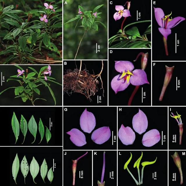Sonerila roxburghii plants in their natural habitat at Nallathanni and Mankulam Reserve Forest, southern Western Ghats, India