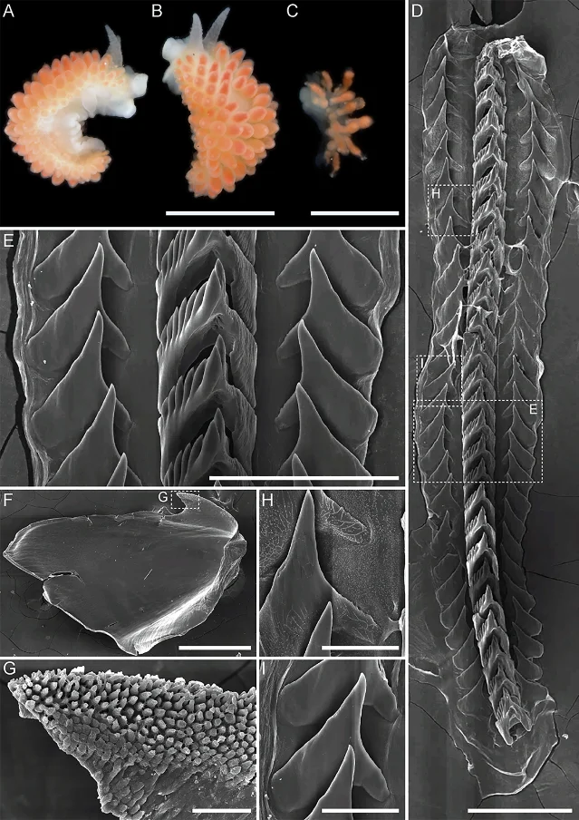 Launsina tanyae sp. nov. — living photos of holotype MIMB52174 alongside Launsina rubropurpurata comb. nov., showing living coloration and cerata arrangement