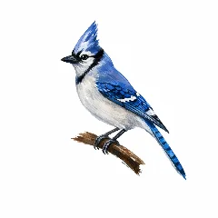 Daily Bird Card