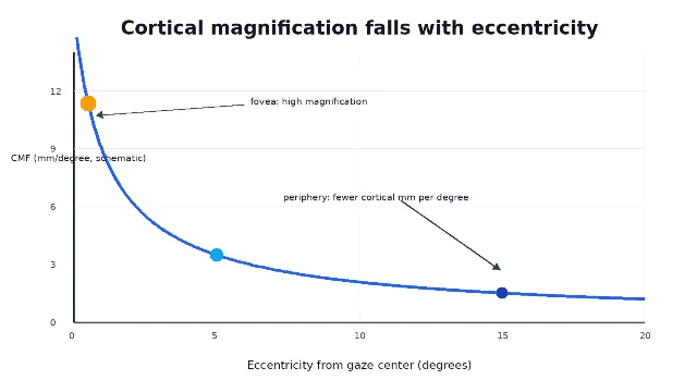 Schematic curve of cortical magnification factor