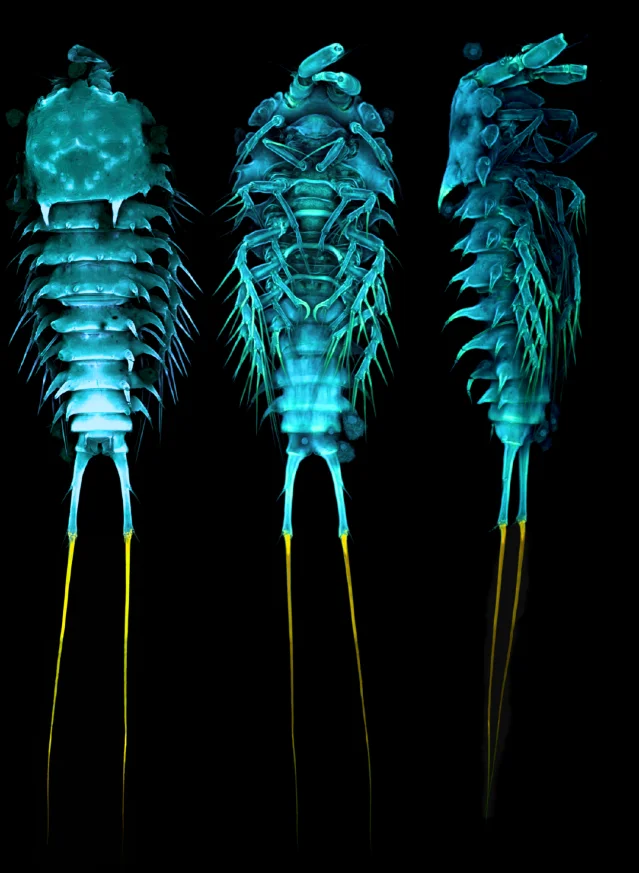 CLSM images of Breviconia acuminata sp. nov. male paratype (body length 479 µm) in dorsal, ventral, and right lateral views