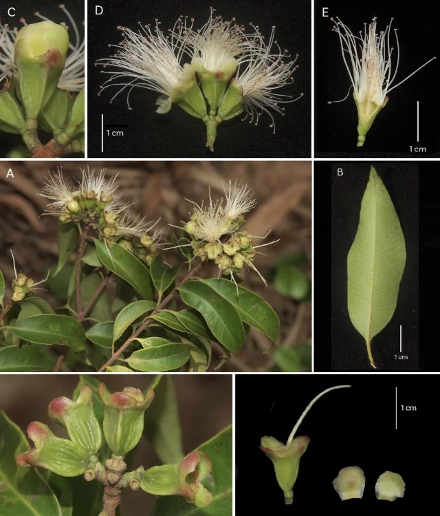 Syzygium khammouanense flowering branch and floral anatomy: flower buds, inflorescence, stamens, and style dissection; photographed by Shuichiro Tagane