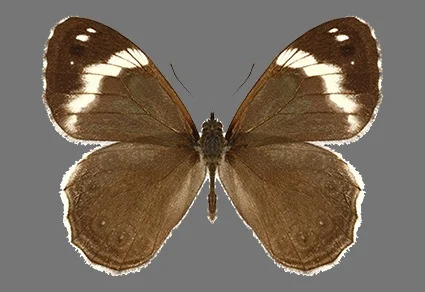 Chonala albistricta sp. nov. — spread-wing specimen in standard museum pose showing the narrow, unevenly bent white forewing band diagnostic of the species, against gray background