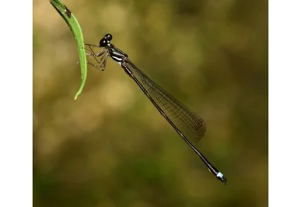 Live Drepanosticta minhanhiana sp. nov. perched on a green leaf — black body with white markings and pale blue tail tip