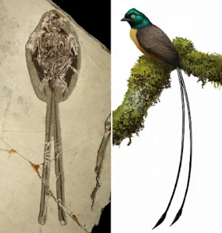 32 new species named May 27–28: a Cretaceous bird with tail feathers twice its body length, a plantain feared extinct since 2003, and beetles that pupate in foam