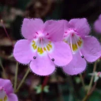 8 more species named June 12 — a Critically Endangered gesneriad found via TikTok, and an Antarctic copepod seen just 11 times