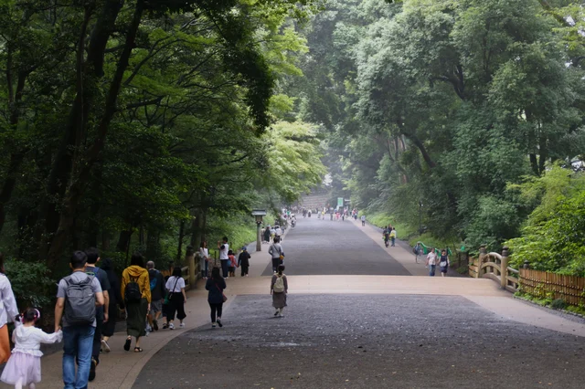 Meiji Jingu Shrine forested path — towering cedar trees lining the 1km approach
