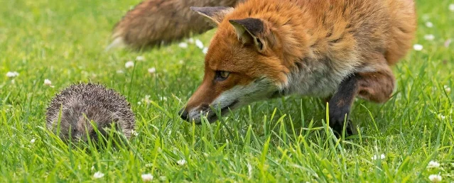 A red fox approaching a curled hedgehog on green grass