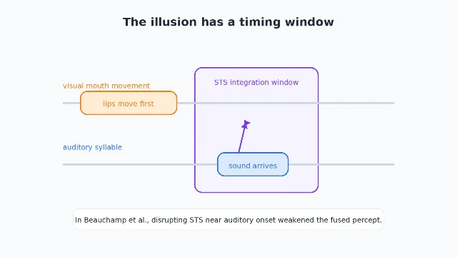 Timeline showing mouth movement before sound and an STS integration window around auditory onset
