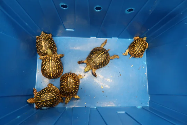 Close-up of several seized turtles showing distinct shell patterns and individual heads on an inspection table
