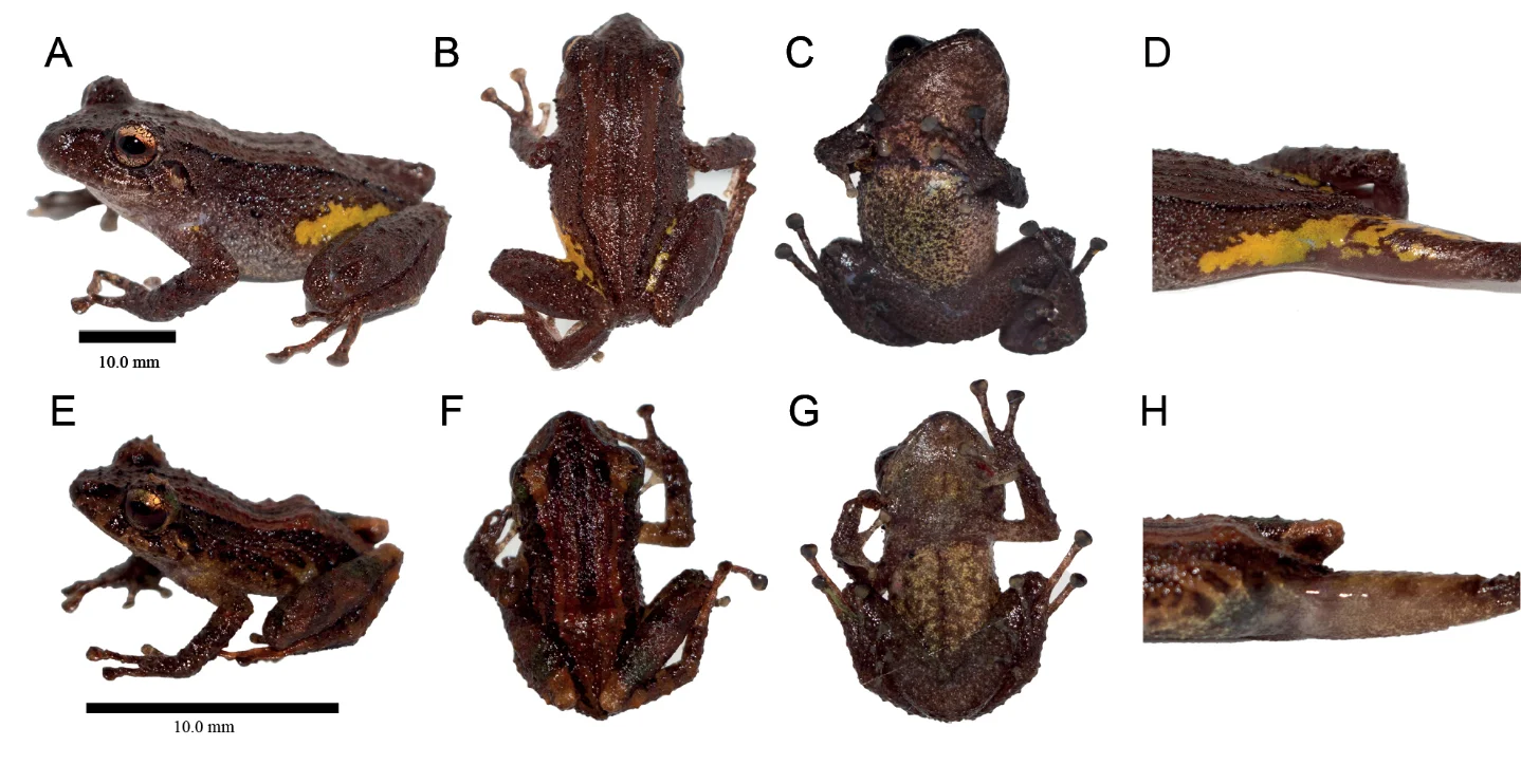 32 new species named Monday — two new Cameroonian bats, a Vulnerable Ecuadorian frog, and a spider that crossed 5,500 km of open ocean