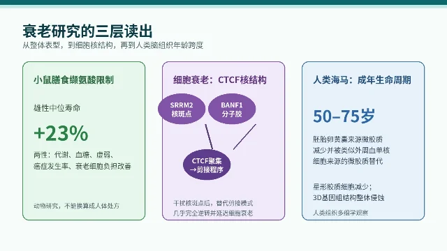 衰老研究从小鼠表型、细胞核结构到人类海马观察