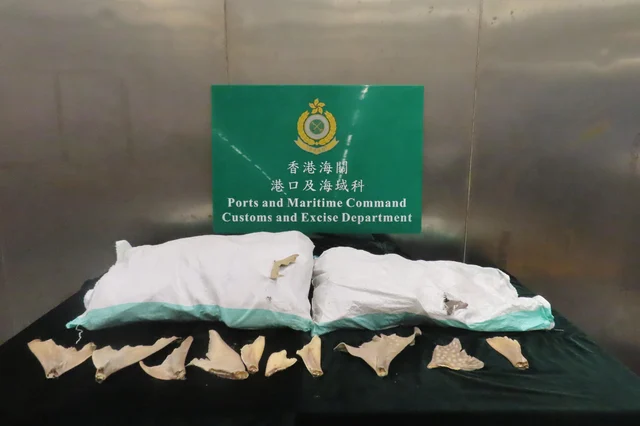 Two white fabric sacks containing dried guitarfish fins displayed on a table in front of a Hong Kong Customs Ports and Maritime Command sign; individual pale tan fins visible laid out in front of the sacks