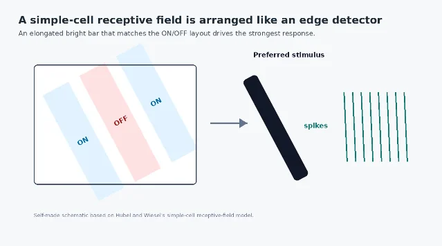 A simple-cell receptive field is arranged like an edge detector
