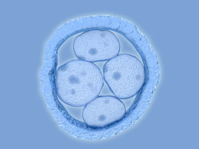 3D rendering of a four-cell human embryo within the zona pellucida, light blue tones