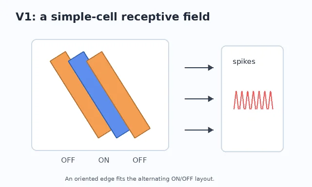 An elongated V1 simple-cell receptive field with alternating OFF, ON, and OFF zones