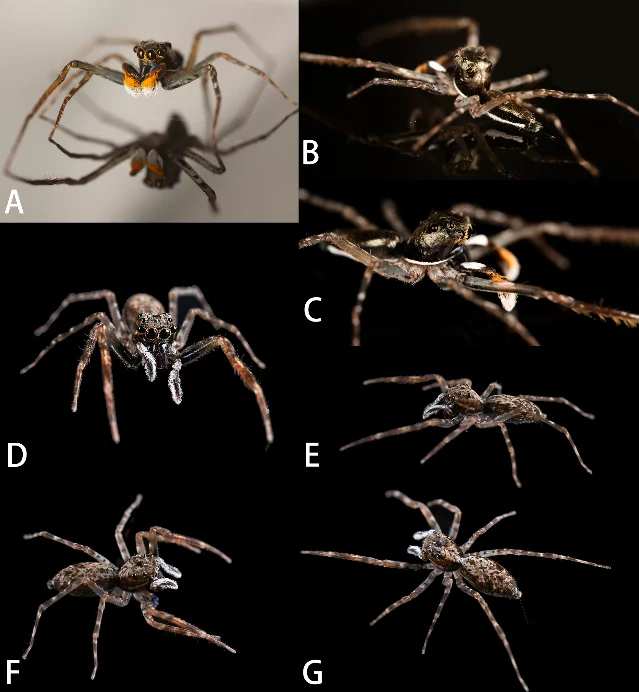 Living habitus photographs of Spartaeus yingdeensis holotype male (A–C) and paratype female (D–G)
