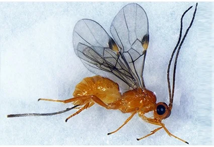 Orange-red Syntomernus ningbonensis braconid wasp, lateral view, with transparent veined wings bearing yellow-black tips