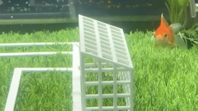 Swimbappé in a Toronto World Cup prediction setup