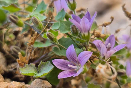 36 new species named May 27: 15 Chinese planthoppers, a Vulnerable Turkish bellflower, a Triassic witch-ranch archosaur, and a midweek surge across 7 journals