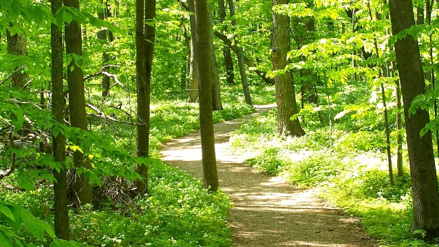 Sunlit beech-maple forest trail in early summer, Empire Bluff Trail