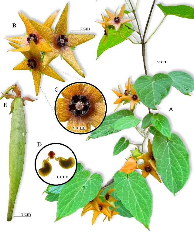 *Polystemma cualense* taxonomic plate: complete plant (A), inflorescences (B, inset C: gynostegium detail), pollinarium (D), immature follicle (E)