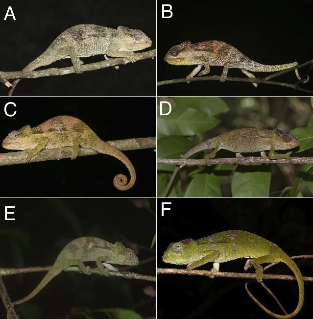 All six Nadzikambia species: A N. mlanjensis, B N. baylissi, C N. franklinae sp. nov., D N. goodallae sp. nov., E N. evanescens sp. nov., F N. nubila sp. nov.