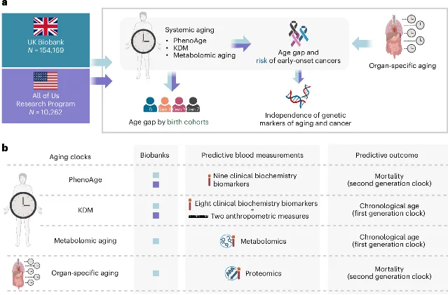 Study design flowchart: two cohorts (UK Biobank N=154,169; All of Us N=10,262) feeding five research modules — systemic aging clocks, organ-specific aging, age gap and early-onset cancer risk, birth cohort patterns, and genetic marker independence