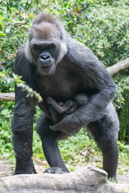 Adult western lowland gorilla Jamani cradling the newborn infant in an outdoor enclosure, the baby nestled against her chest