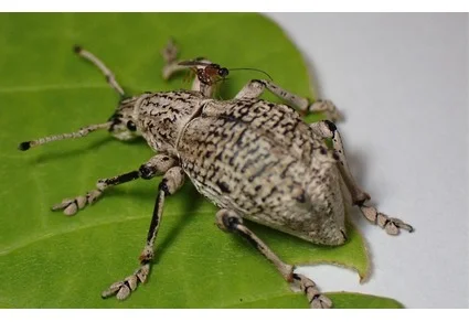 An Episomus turritus weevil on a green leaf with Perilitus mahout sp. nov. resting on its shoulder