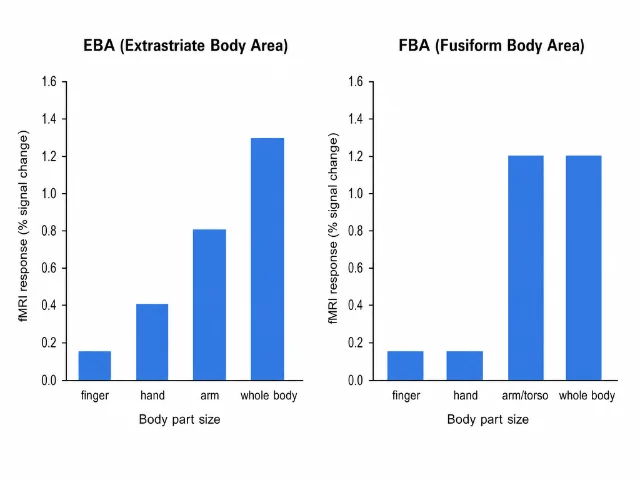 Schematic illustration of EBA vs FBA activation patterns: EBA shows a linear ramp from finger to whole body; FBA shows a step-like jump that only activates strongly for arm/torso and whole body
