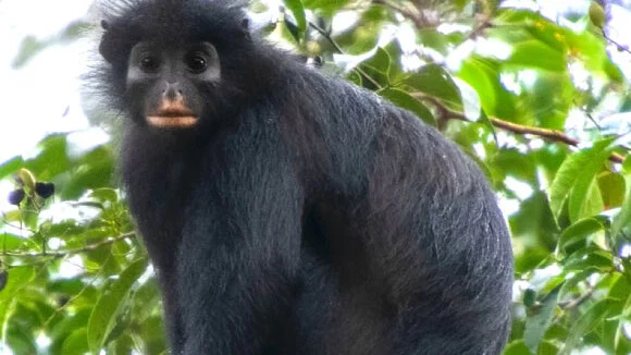 15 new species named this week: a Congo monkey, Brazilian rock plants, and new fungi