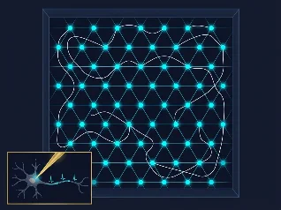 Grid Cells: The Brain's Coordinate System