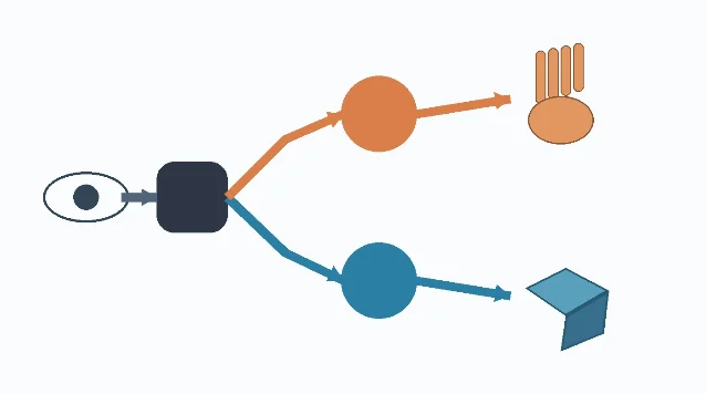 Schematic of two visual streams